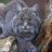 Florida Wildcat