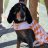 Go BigOrange