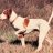 Birddog52