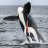 Orca