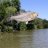 Jumping Carp