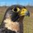 Tigershawk22