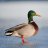 MallardSlayer