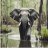 ElephantInTheSwamp